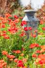 Castroville-Texas-USA-Old milk jug in poppies in the Texas Hill Country Art Print